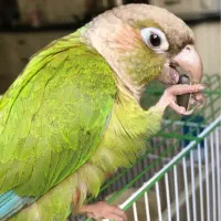 پرنده گرینچیک