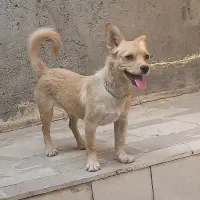 سگ اشپیتز