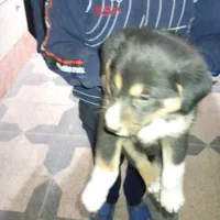 واگزاری رایگان توله|سگ|بهبهان, |دیوار