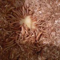 میلورم زنده و خشک|خزنده|همدان, |دیوار