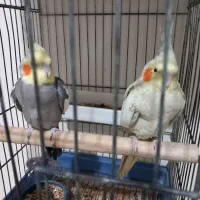 یک جفت عروس هلندی با سه جوجه یک ماهو نیمه