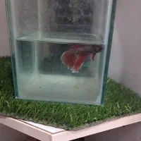 فایر برا تکثیر|ماهی|اردبیل, |دیوار