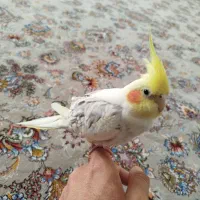 عروس هلندی فول دستی نر