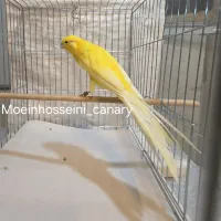 ۱۶۰ عدد قناری رسمی بلند شاخص