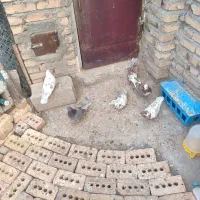 ۶ عدد کبوتر