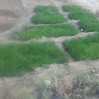 تیم پیاز|گل و گیاه طبیعی|چاروسا, |دیوار