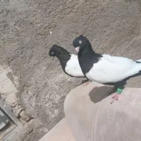 کبوتر|پرنده|قوچان, |دیوار