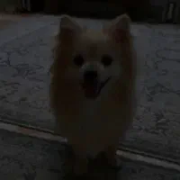 واگذاری پامرین عروسکی ۱ساله