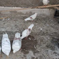 کفتر پشتدار