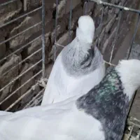 کفتر طوقی سرور (حراج)