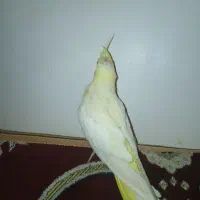 جوجه عروس هلندی نر ۲دوماهه با قفس دون خور شده|پرنده|کوهدشت, |دیوار