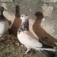 چنتا کفتر برا فروش نرم نرم هستن