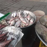 ماهی تازه|ماهی|صومعه‌سرا, |دیوار