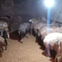 میش بز بزغاله قوچ با قیمت قبل