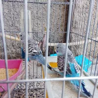 مرغ  عشق