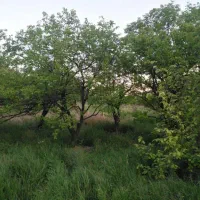 فروش باغ ۴ هزار متری