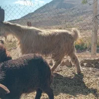 دوبور.چپش|حیوانات مزرعه|چنارود, |دیوار