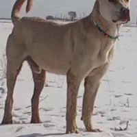 سرابی ۱۲ماهه توله سزار نوه برنو زهدی هریس