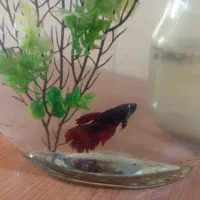 ماهی فایتر هافمون نروماده