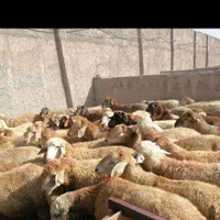 ازگل،ارم،اکبتان فروش گوسفندزنده|حیوانات مزرعه|تهران, استاد معین|دیوار