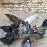 مرغ  و خروس لری تخم گذار ، اردک نر
