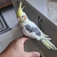 عروس هلندی نر و ماده