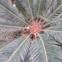 سیکاس جوان|گل و گیاه طبیعی|تولم شهر, |دیوار