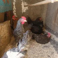 ۹عدد مرغ خانگی