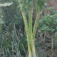 بامبو|گل و گیاه طبیعی|جیرفت, |دیوار