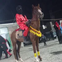 اسب سواری دار عالی همچین تموم