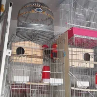 کلکسیون پرندگان طوطیا|پرنده|هشتگرد, مدرس|دیوار