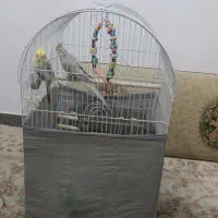 عروس هلندی سخنگو