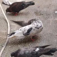 کفتر سرور جفت