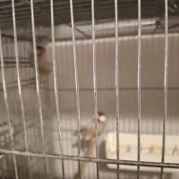 فروش فنچ نرگسی شکلاتی روی تخم|پرنده|سمنان, |دیوار