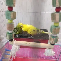 مرغ عشق مولد معاوضه