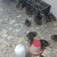 بلدرچین|حیوانات مزرعه|ویسیان, |دیوار