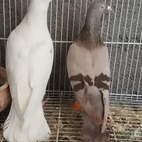 نروماده قزوینی