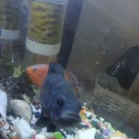 یک عدد آکواریوم