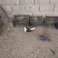 کفتر سرخ نر|پرنده|سراوان, |دیوار