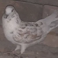 کفتر گرگی سرخ