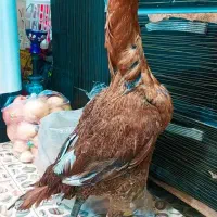 دو عدد مرغ لاری افغان عطیقه