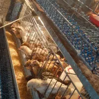 جوجه محلی، بلدرچین