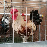 تخم نطفه دار گلین