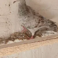 هفرنگ خطی نر ماده