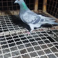 پلاکی مسافتی