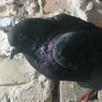 ۵ عدد کفتر|پرنده|آران و بیدگل, |دیوار