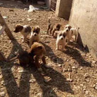 توله سرابی|سگ|پیشوا, |دیوار