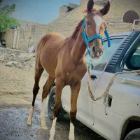 اسب بیداق نریان ۱۰ ماه|اسب و تجهیزات اسبسواری|کارون, |دیوار