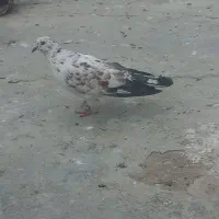 باخت دادم نر اینو کپی اینه