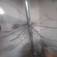 ریال ایستاده